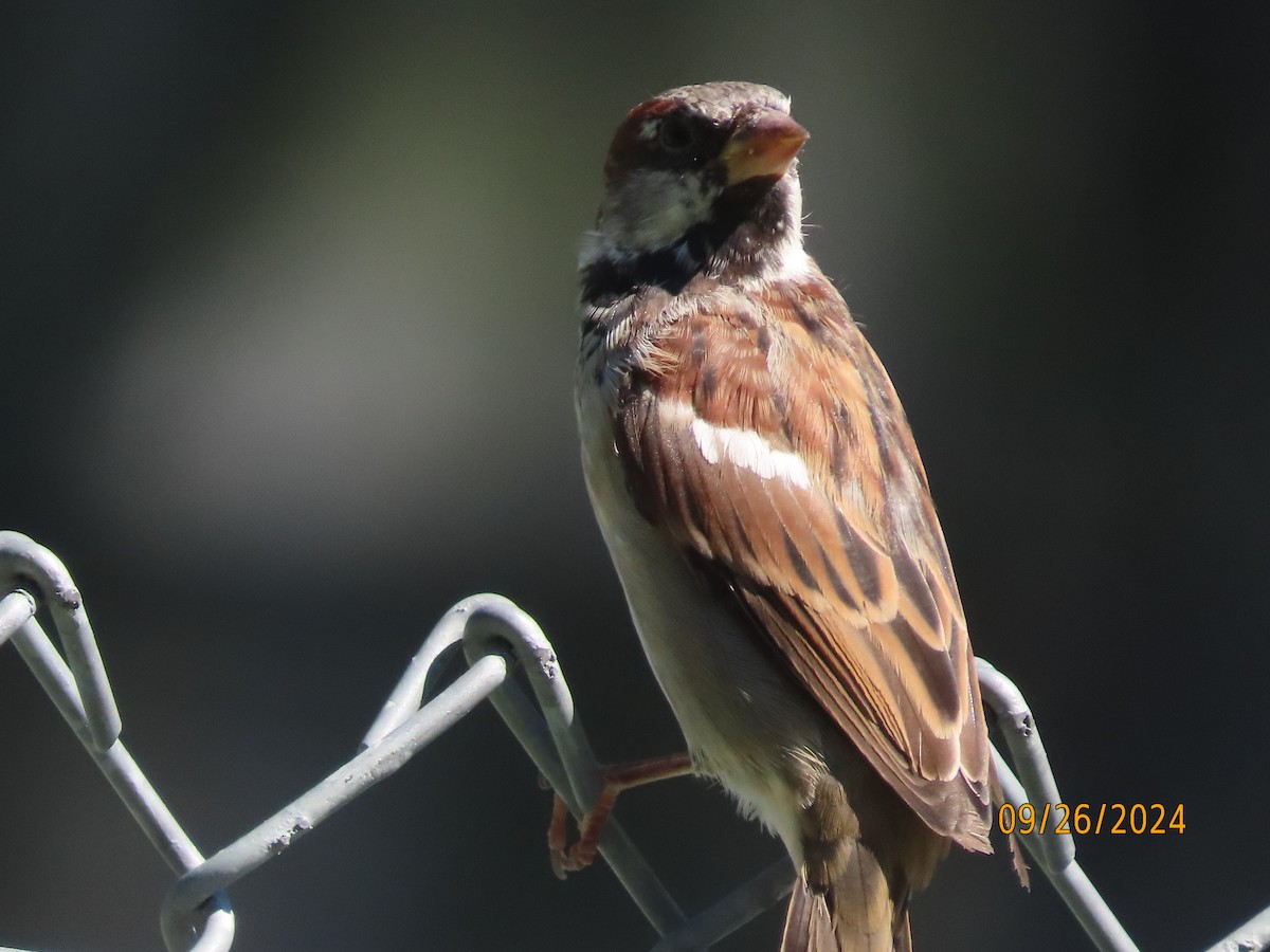 Moineau domestique - ML624197556