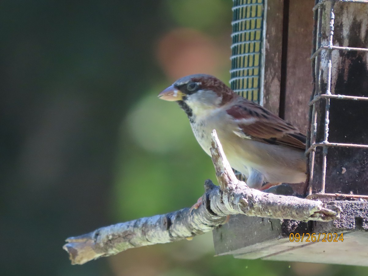 Moineau domestique - ML624197557