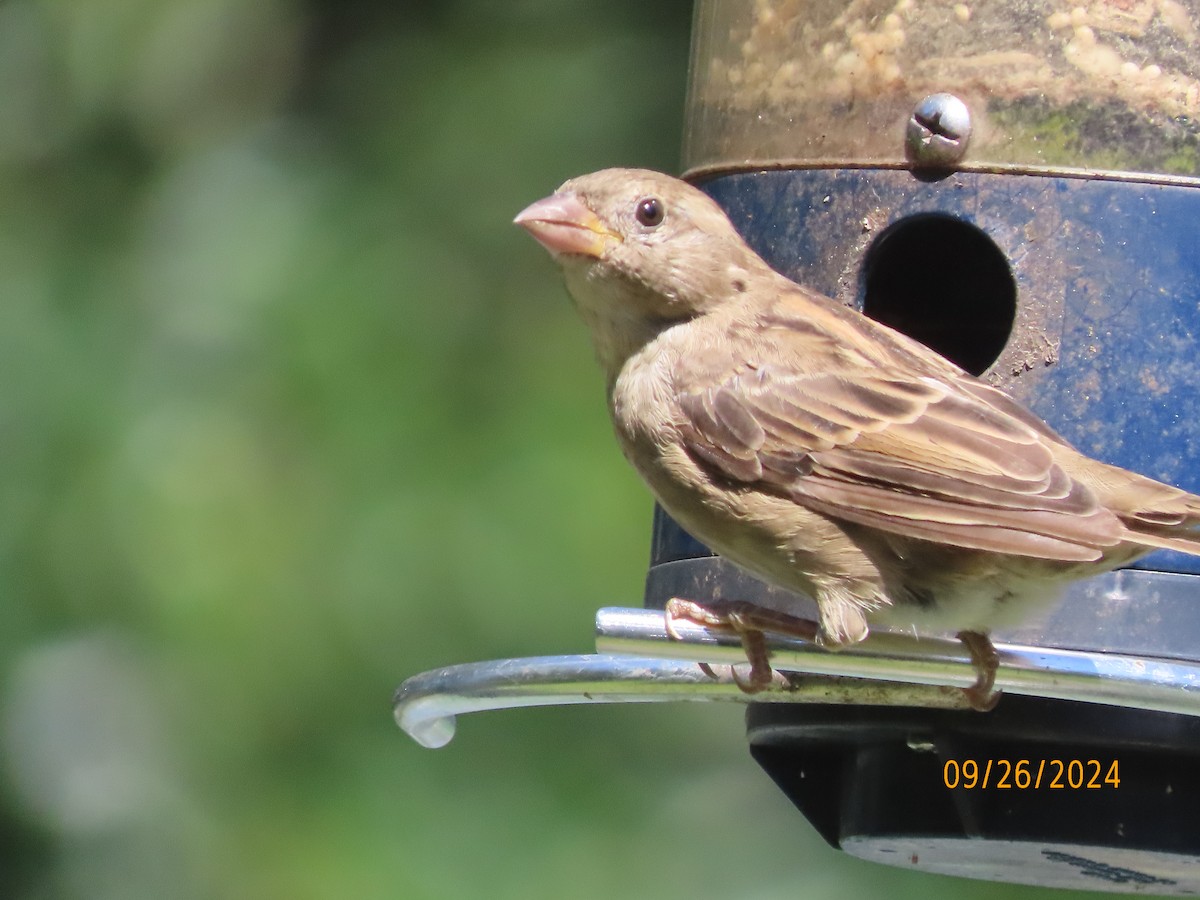 Moineau domestique - ML624197559