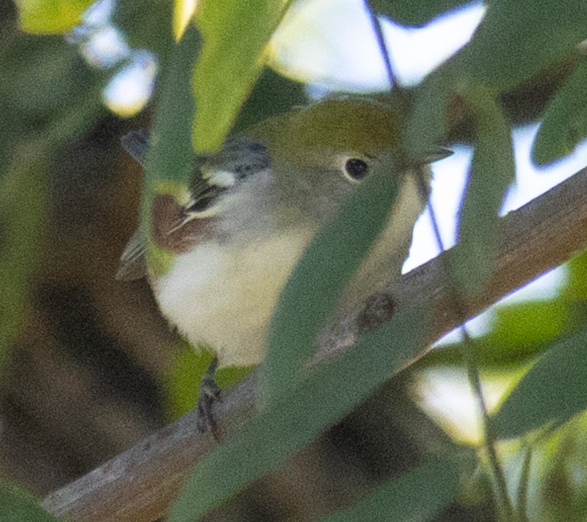 Chestnut-sided Warbler - ML624197609