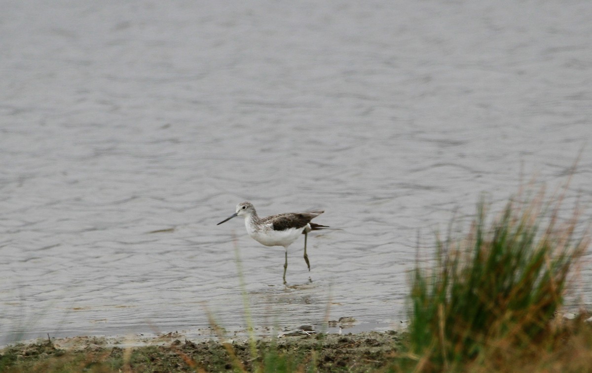 Common Greenshank - ML624197611