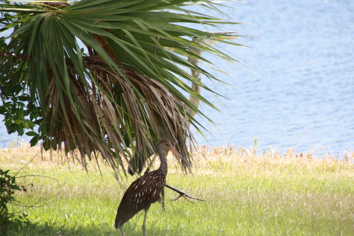 Limpkin - Maggie Paxson