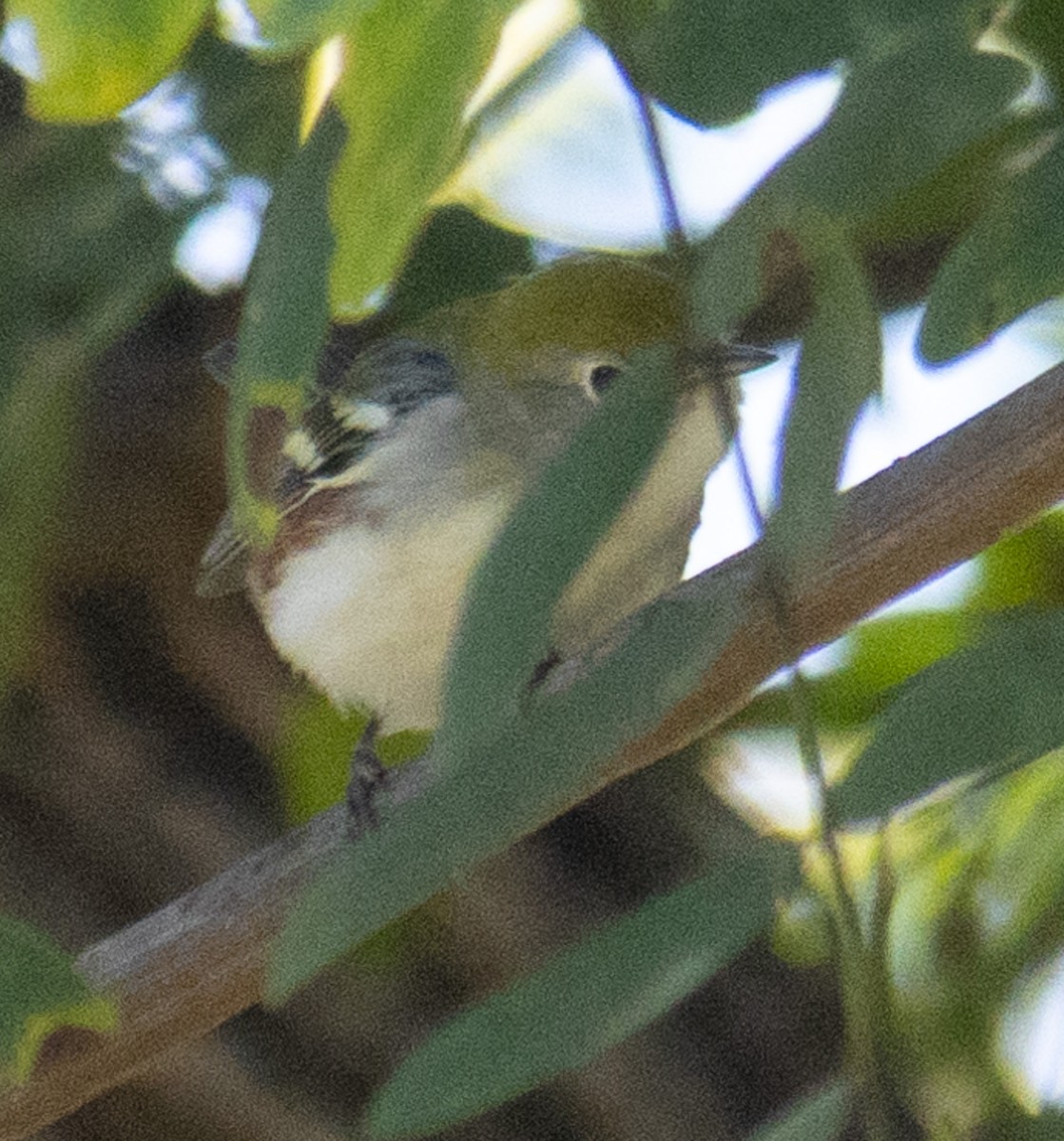 Chestnut-sided Warbler - ML624197622