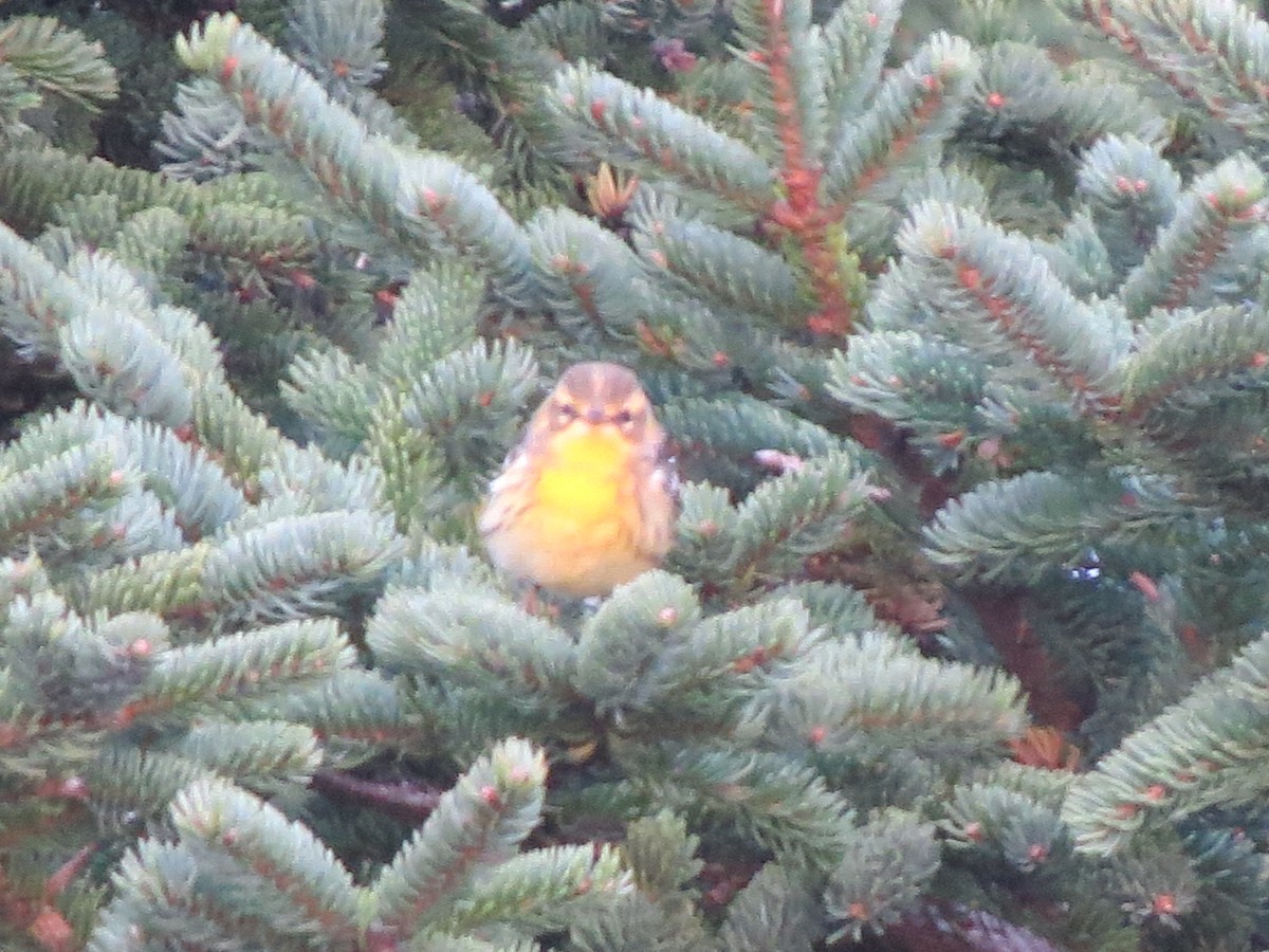 Blackburnian Warbler - ML624197631