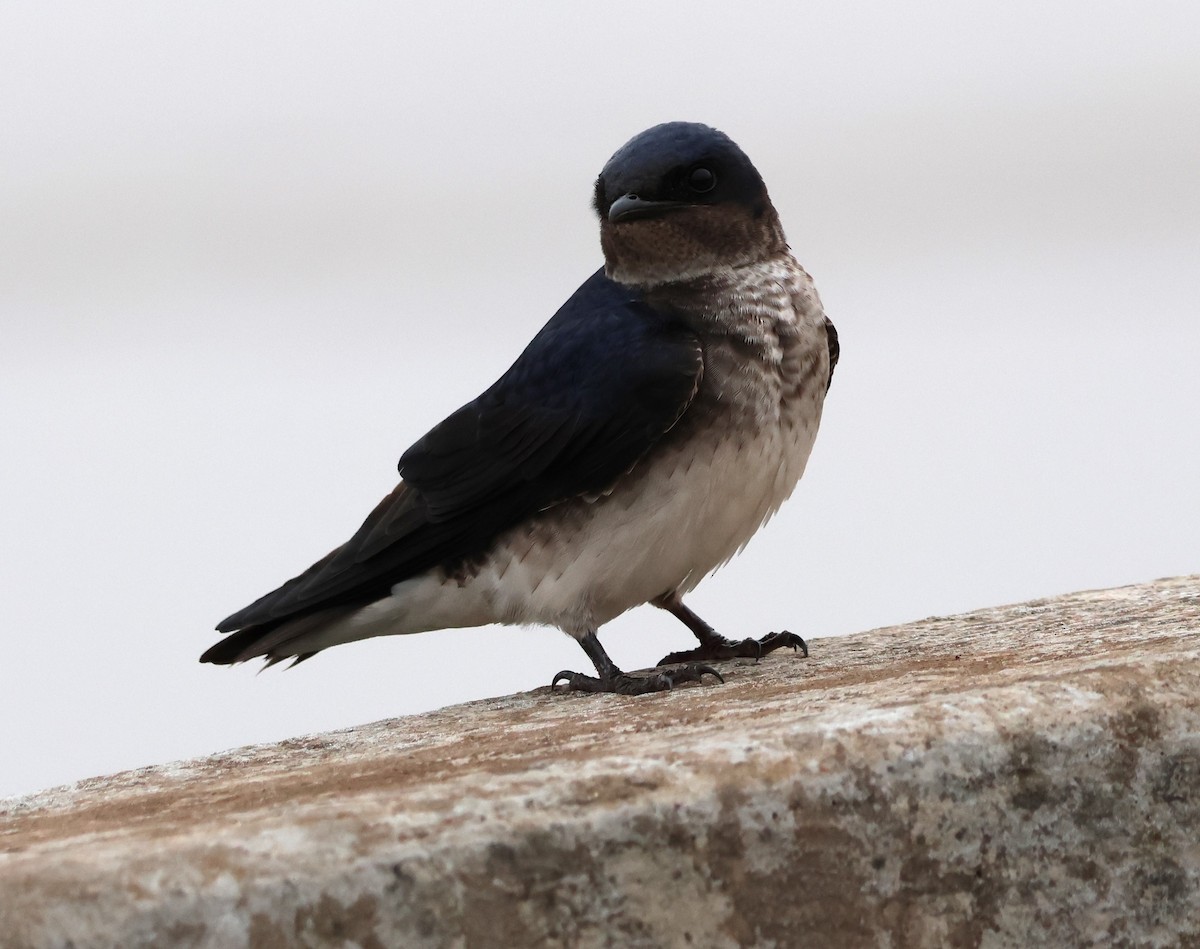 Gray-breasted Martin - ML624197632