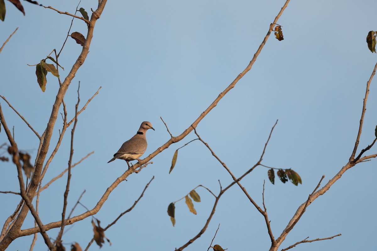 Vinaceous Dove - Anand ramesh