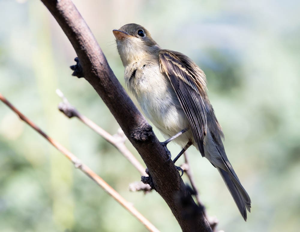 Western Flycatcher (Pacific-slope) - Marty Herde