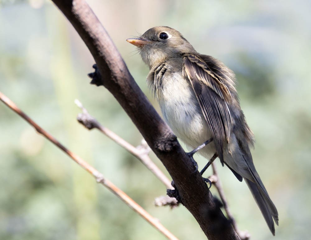 Western Flycatcher (Pacific-slope) - ML624197643