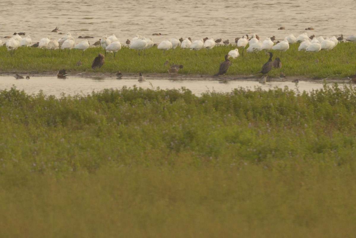 Eurasian Spoonbill - ML624197646