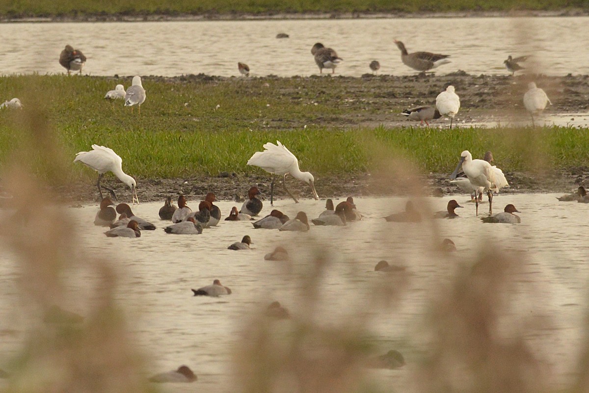 Eurasian Spoonbill - ML624197647