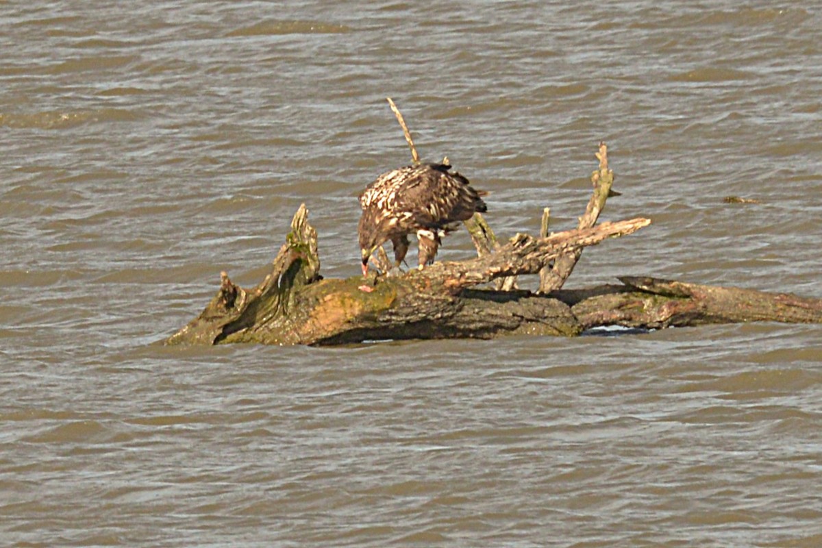 White-tailed Eagle - ML624197663