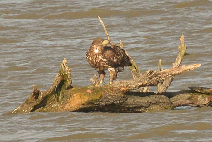 White-tailed Eagle - ML624197664