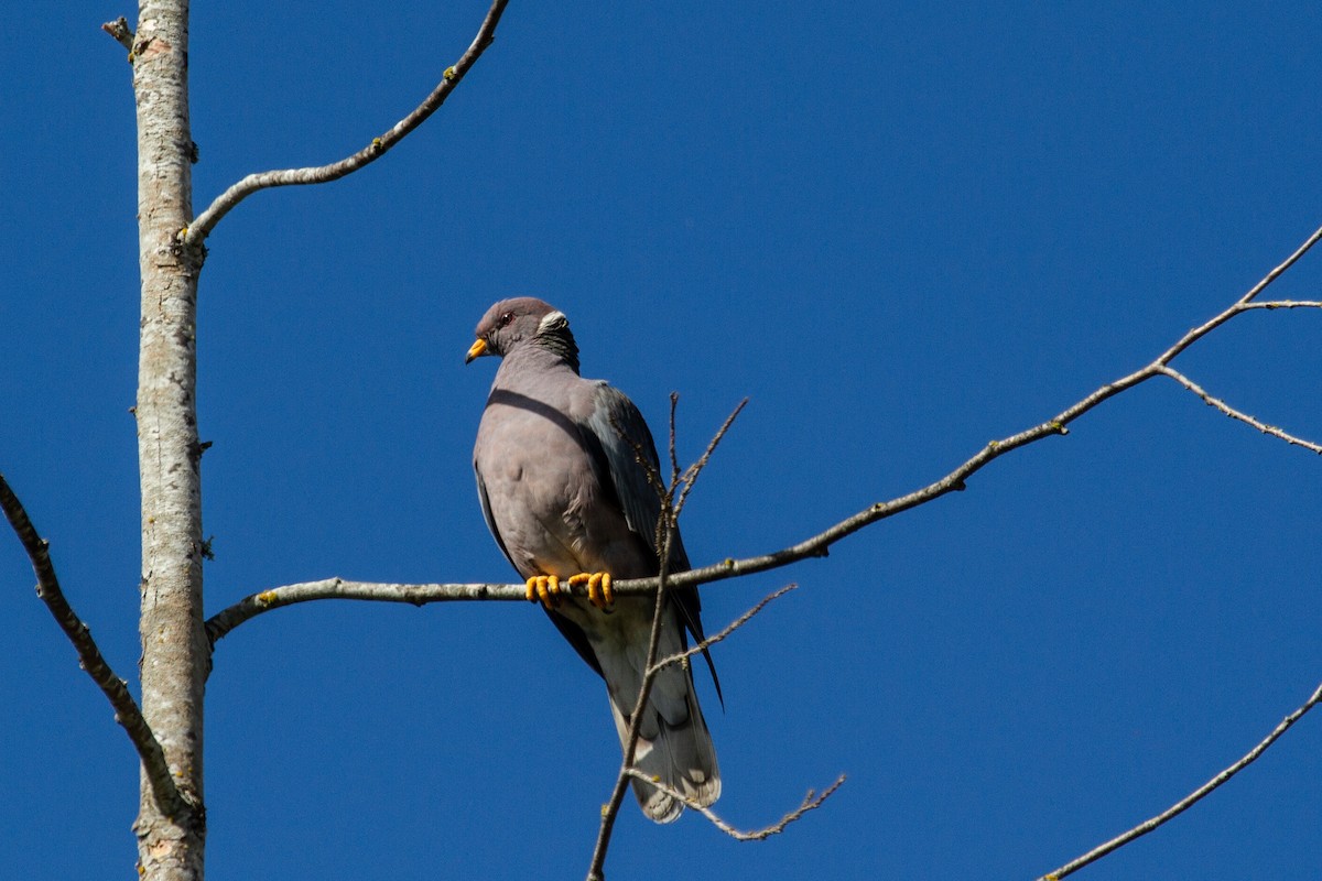 Band-tailed Pigeon - ML624197671