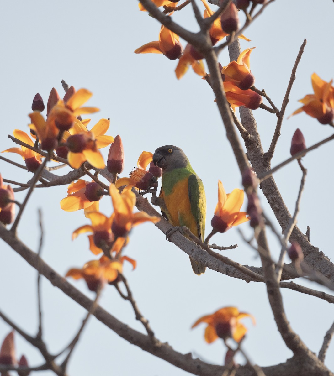 Senegal Parrot - Anand ramesh