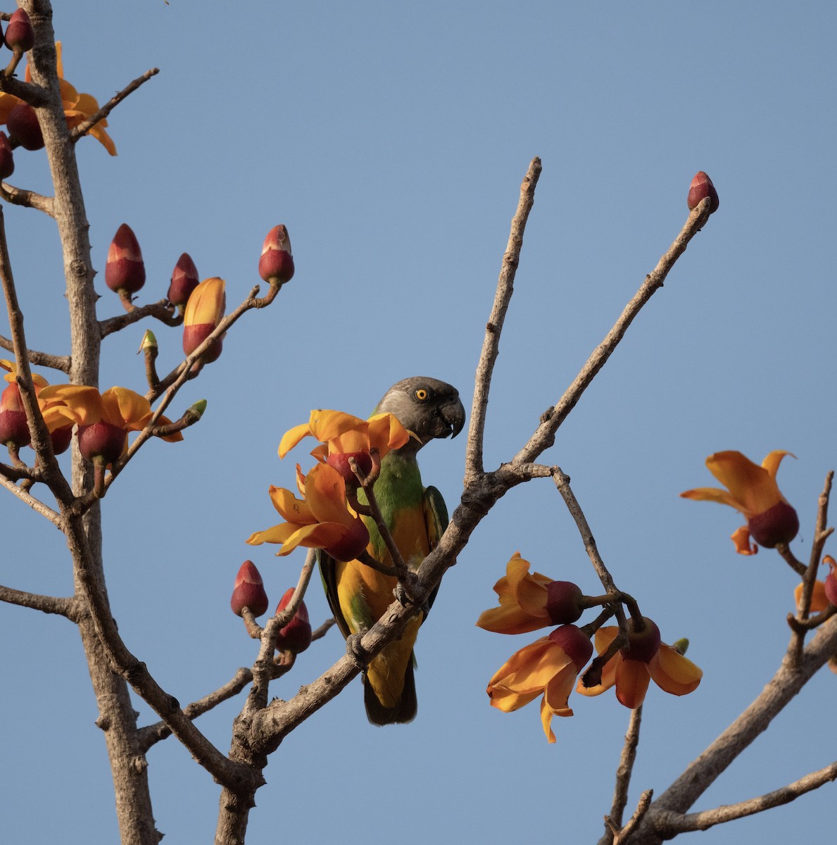 Senegal Parrot - Anand ramesh