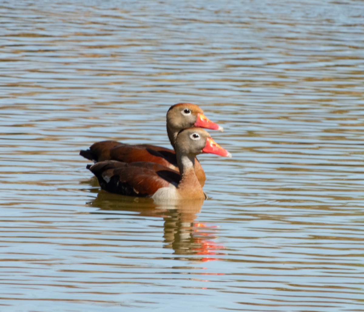 Black-bellied Whistling-Duck - ML624197695