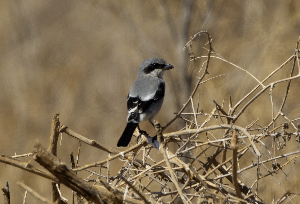 Loggerhead Shrike - ML624197717