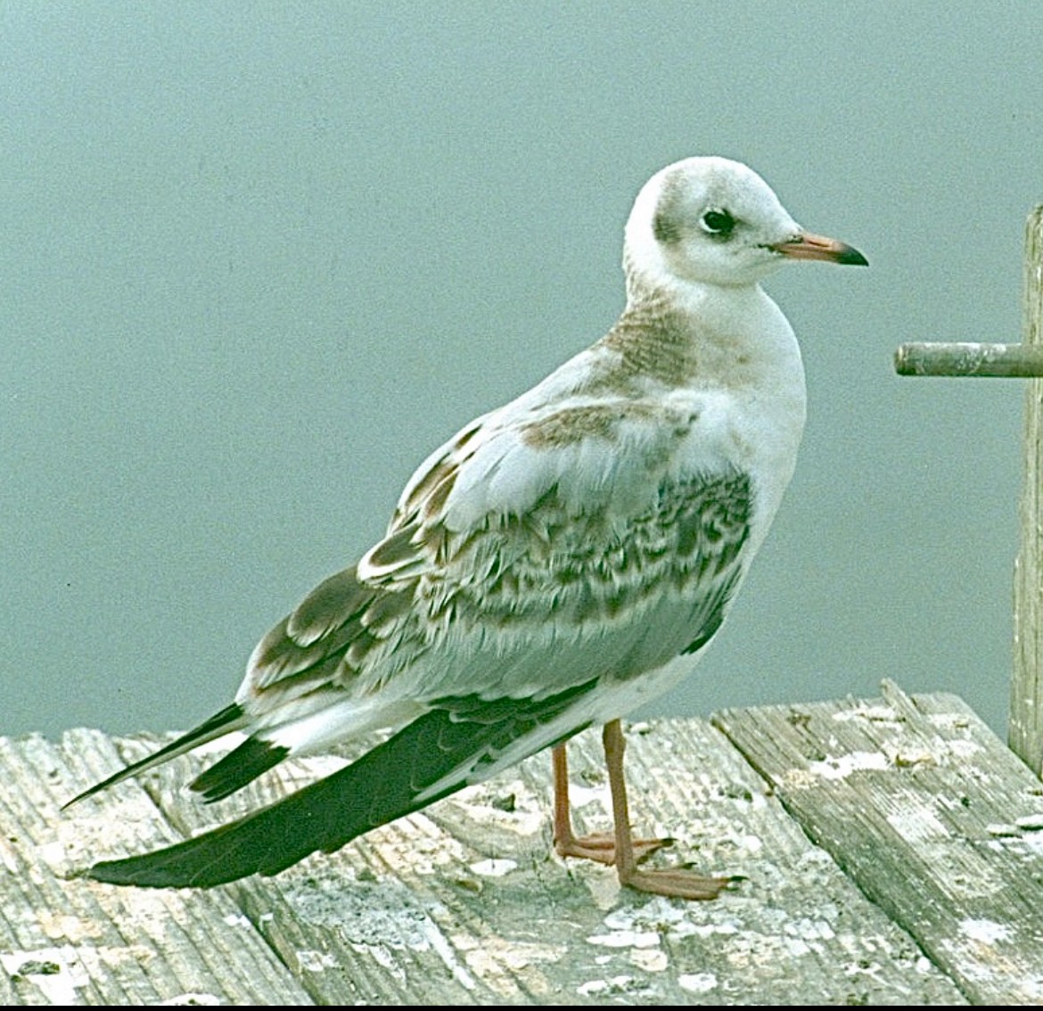 Mouette rieuse - ML624197731