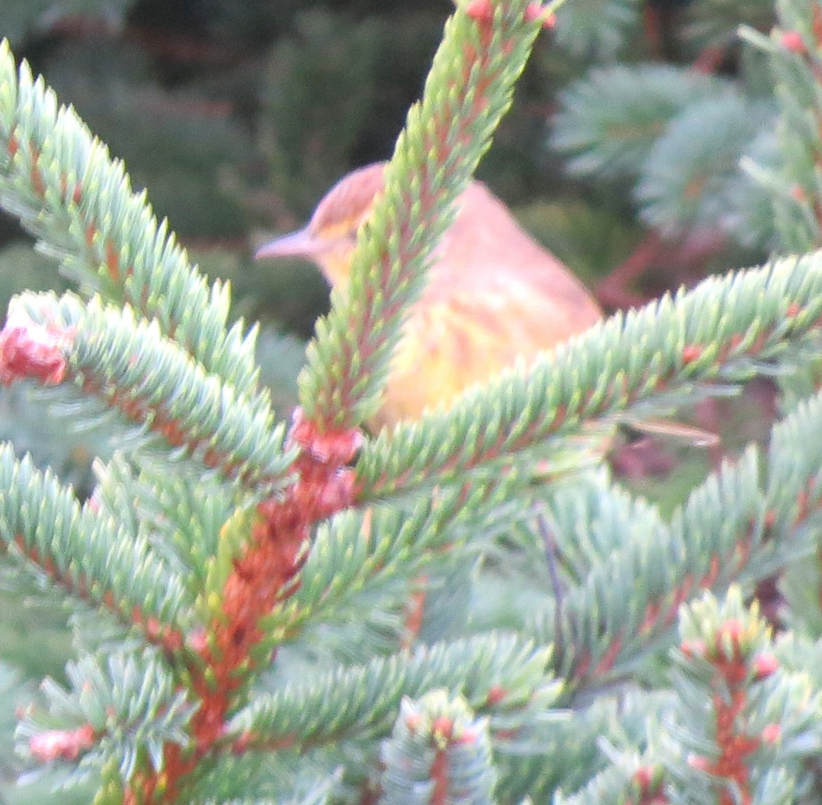 Palm Warbler - ML624197734