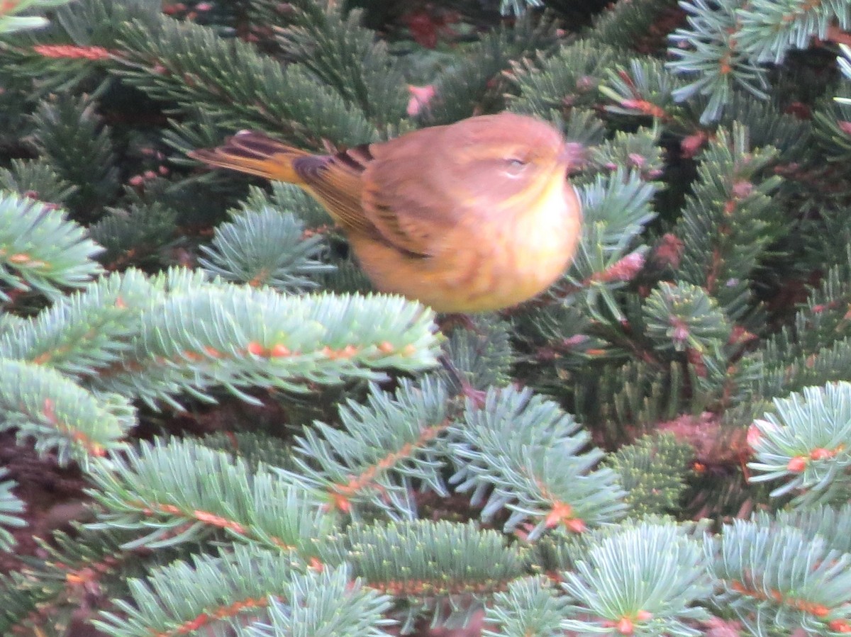 Palm Warbler - ML624197735