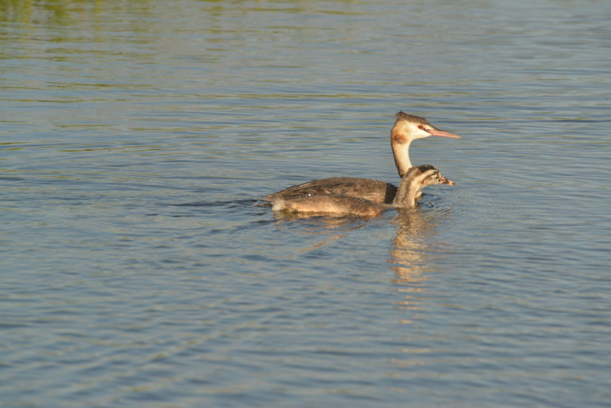 Great Crested Grebe - ML624197743