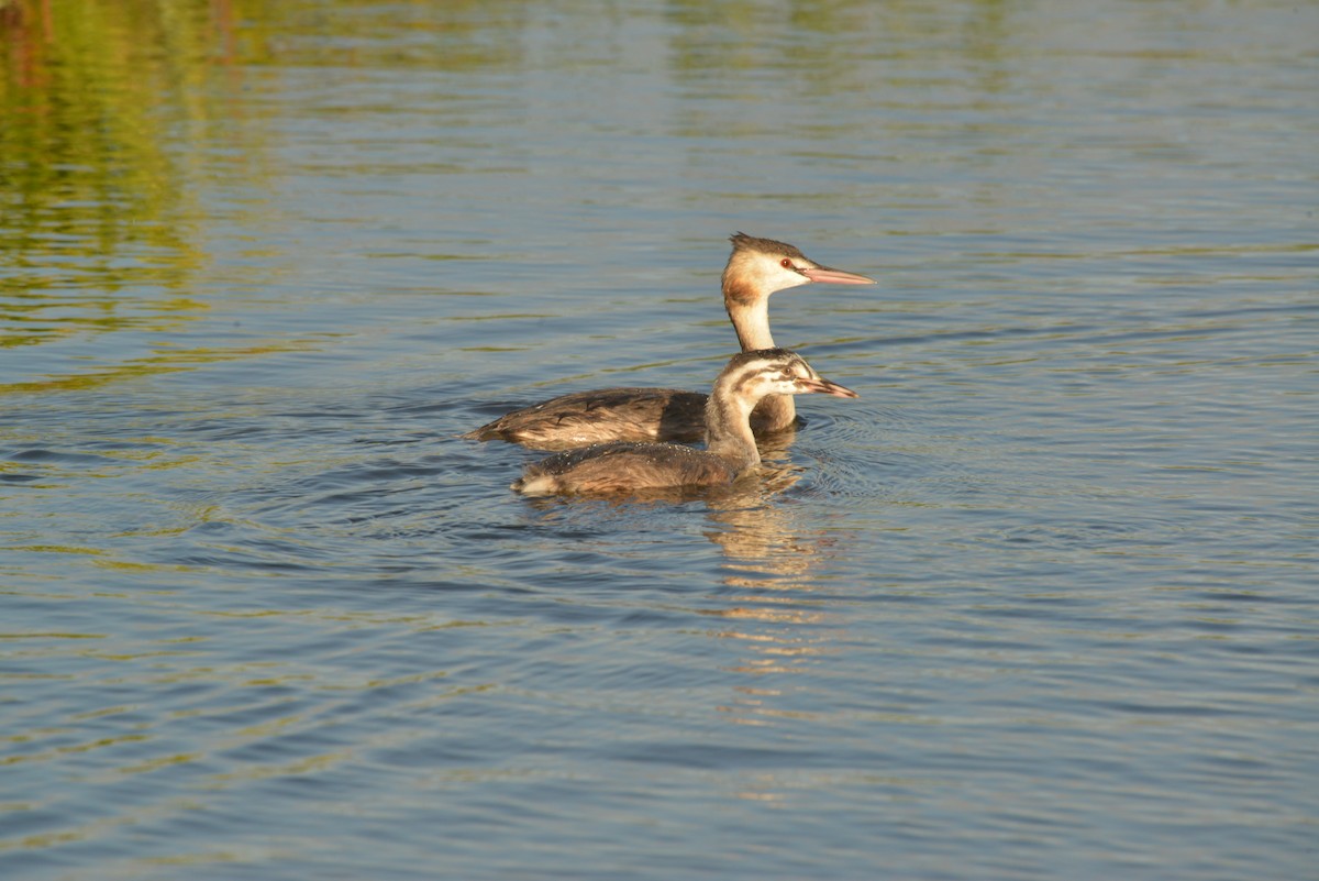 Great Crested Grebe - ML624197744