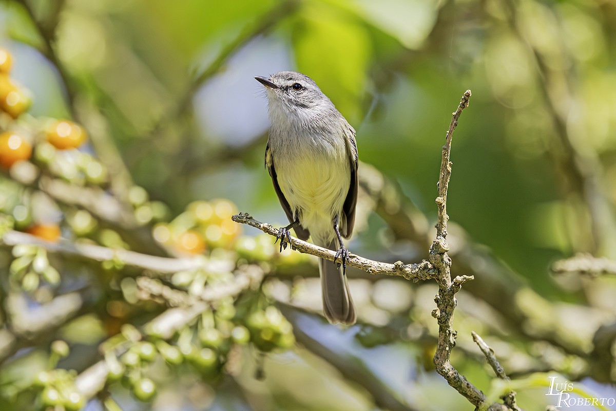 White-crested Tyrannulet - ML624197759