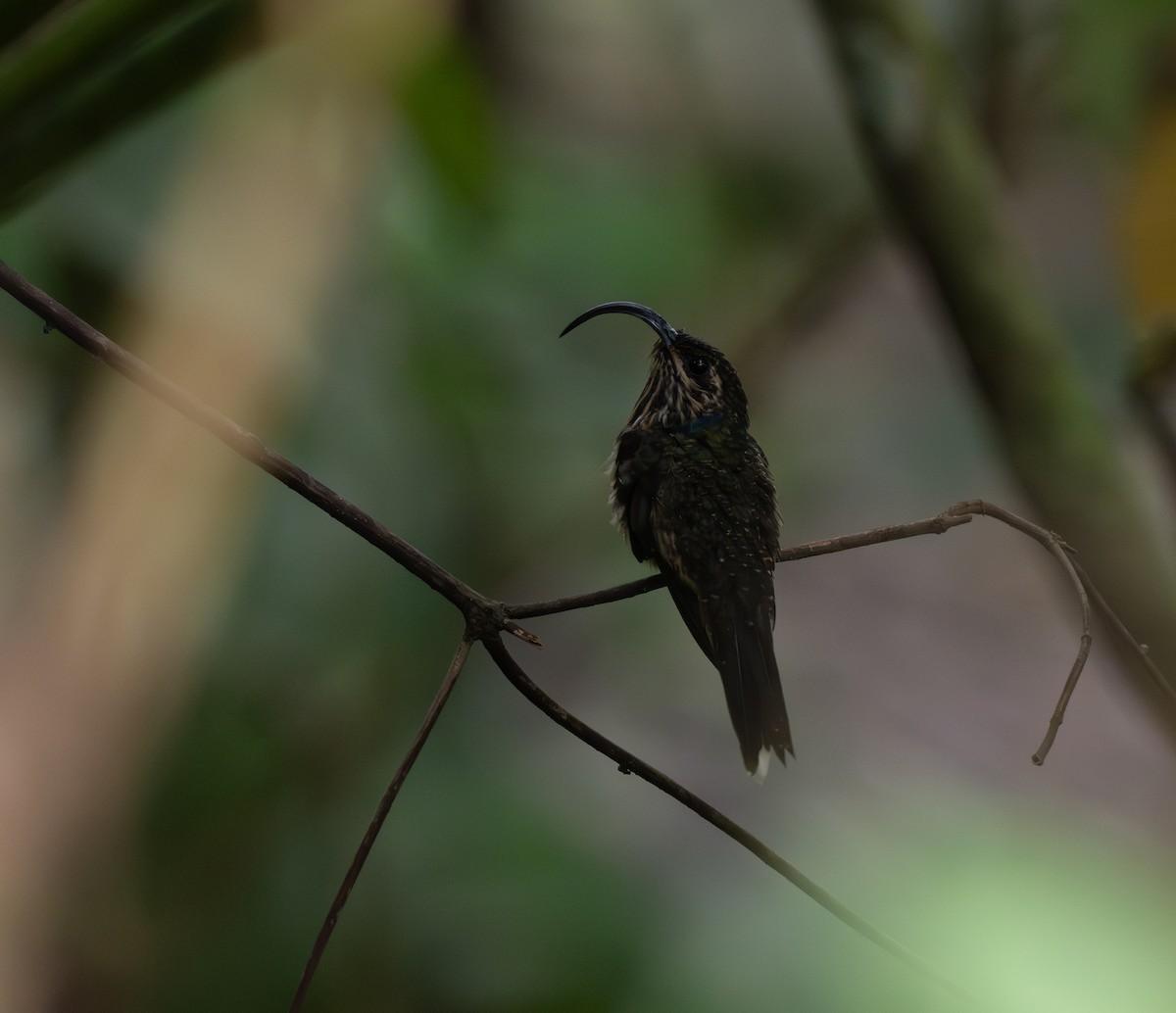 Buff-tailed Sicklebill - ML624197785