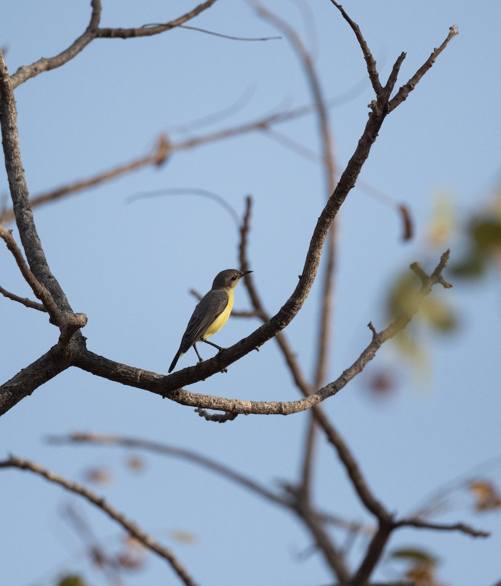 Grünkehl-Nektarvogel - ML624197792