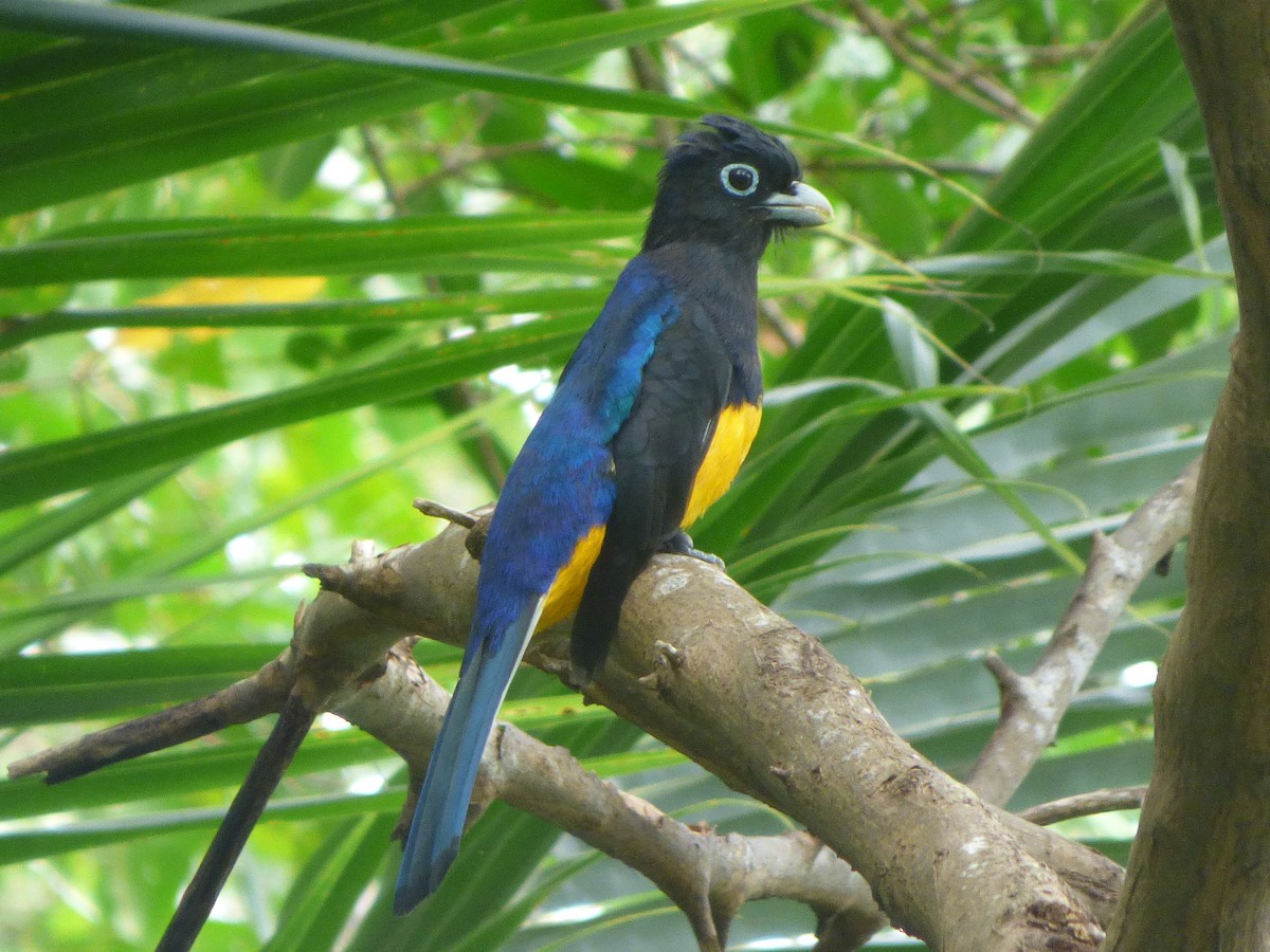 Ak Kuyruklu Trogon - ML624197794