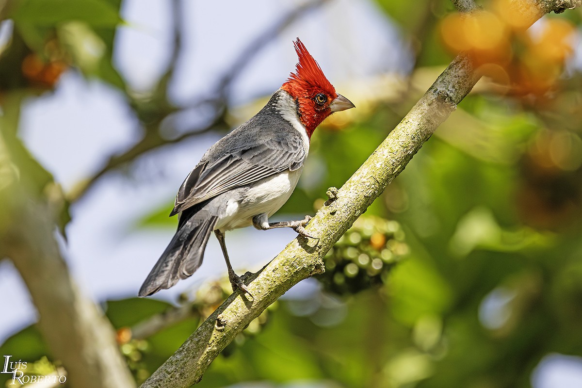 Red-crested Cardinal - Luis Roberto da Silva