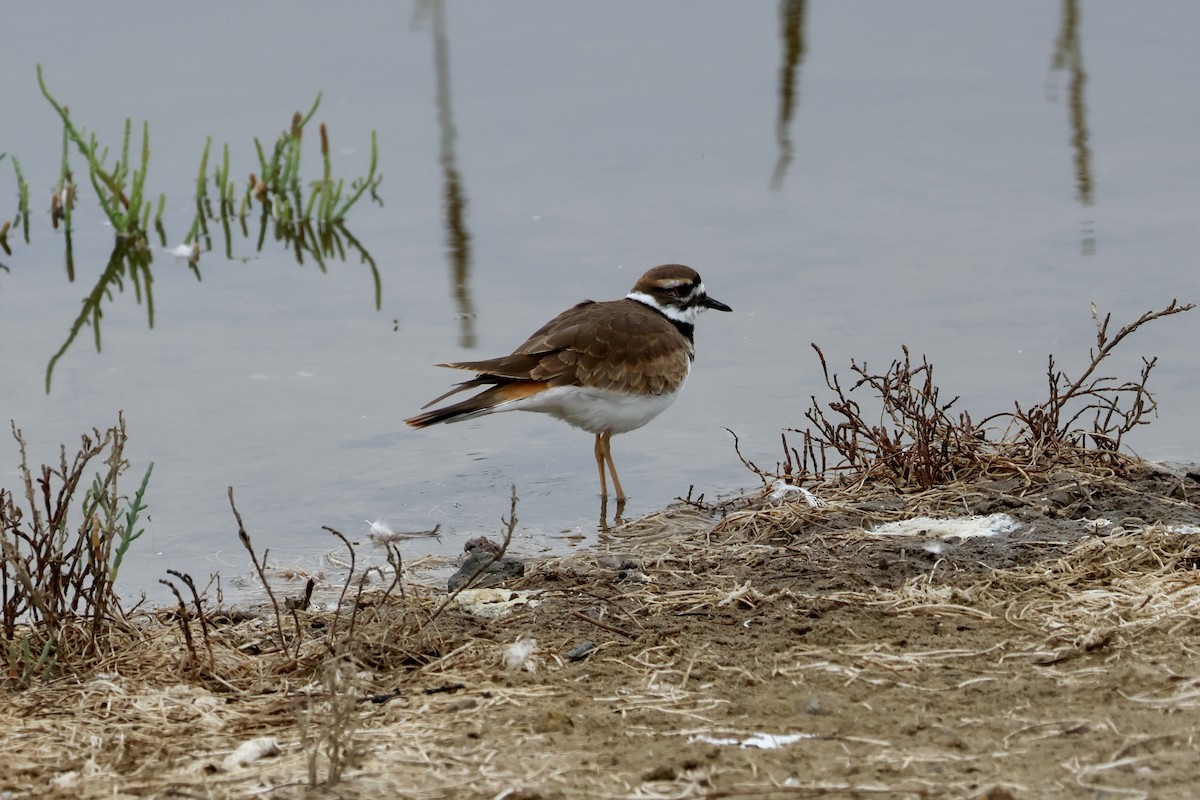 Killdeer - ML624197816