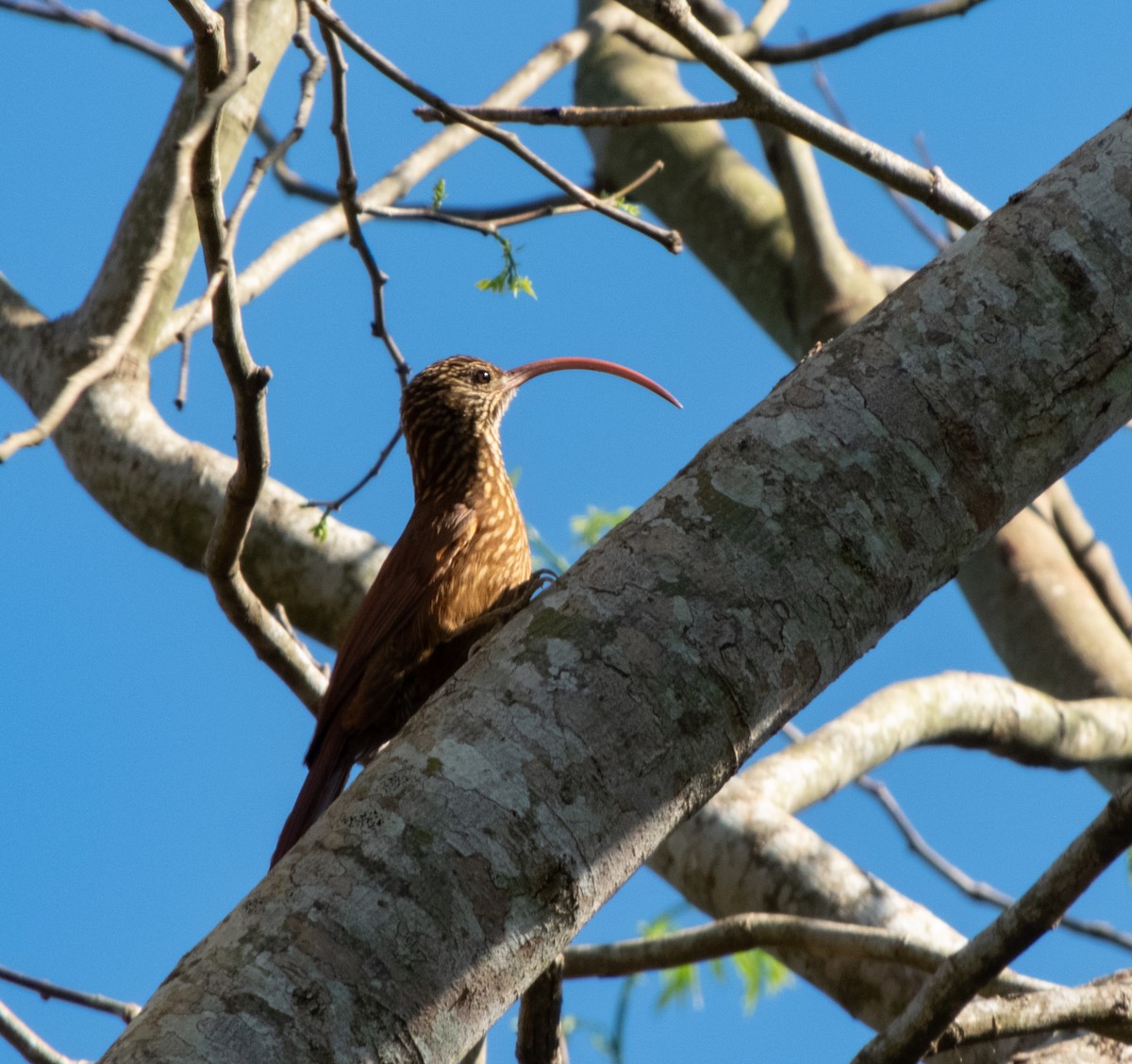 Red-billed Scythebill - ML624197831