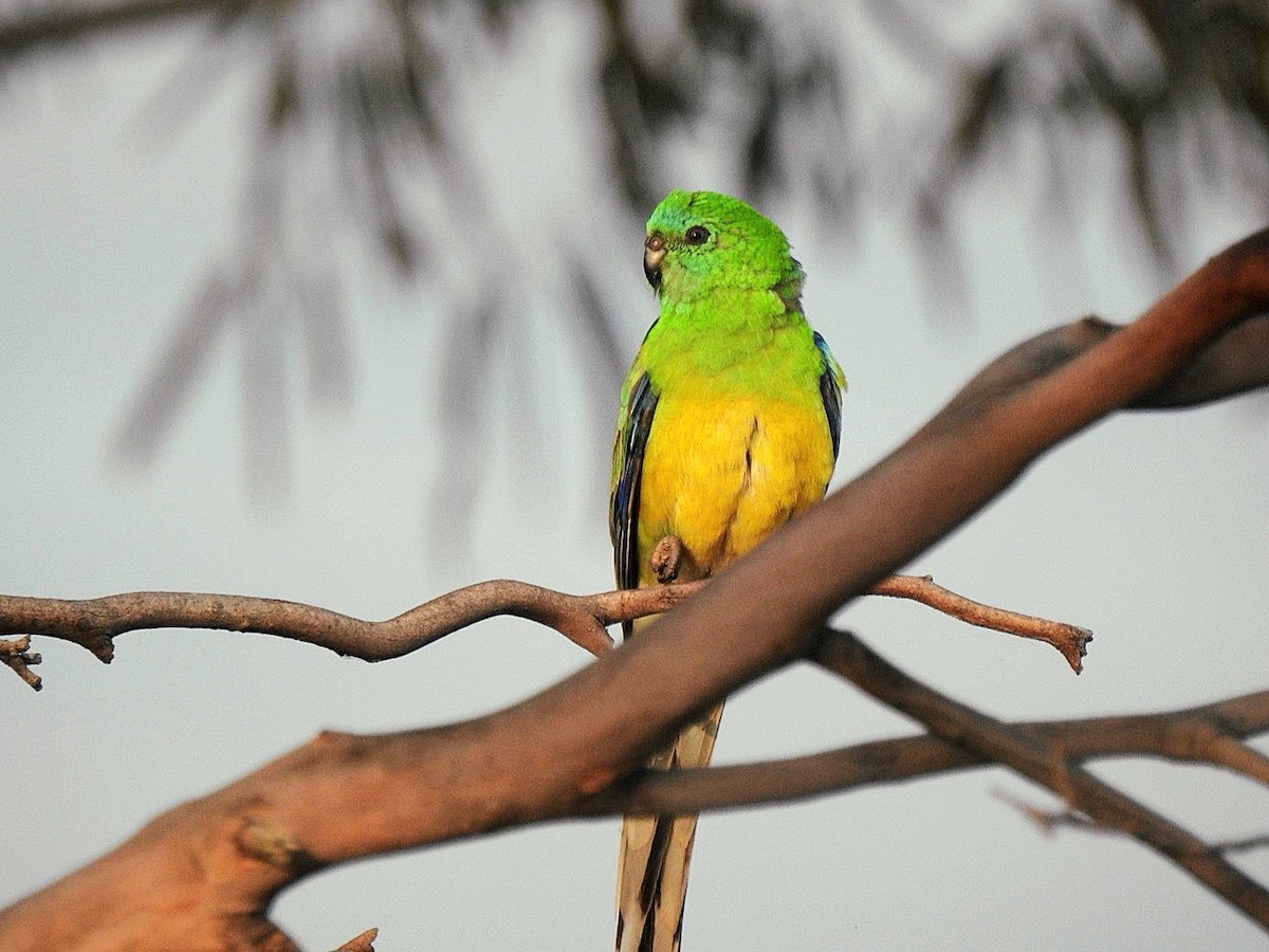 Red-rumped Parrot - ML624197851