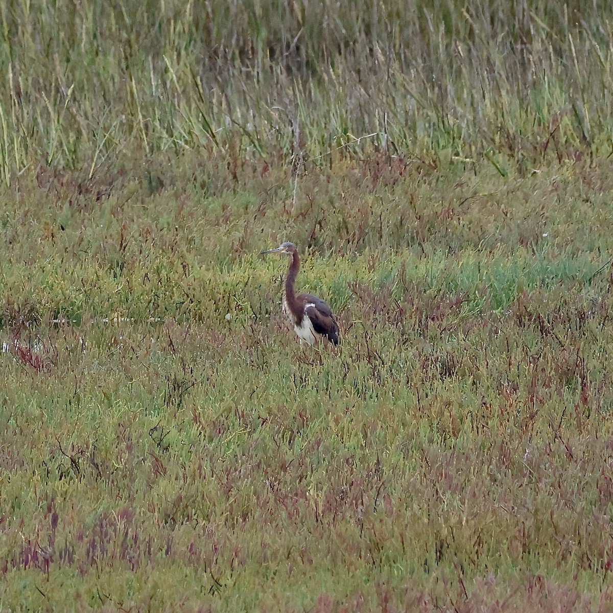 Tricolored Heron - ML624197853