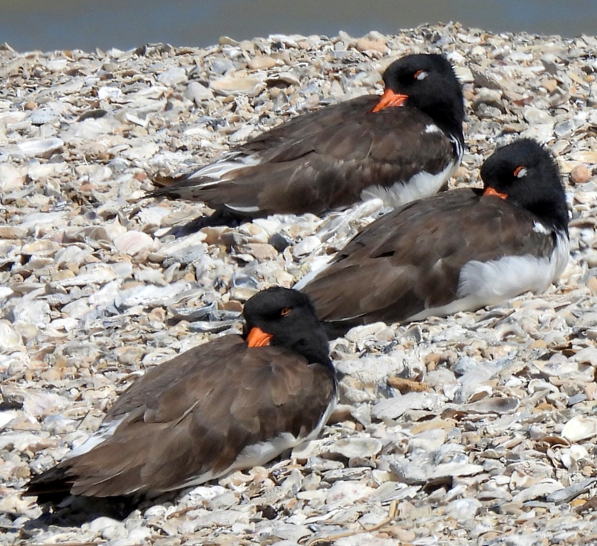 American Oystercatcher - ML624197878