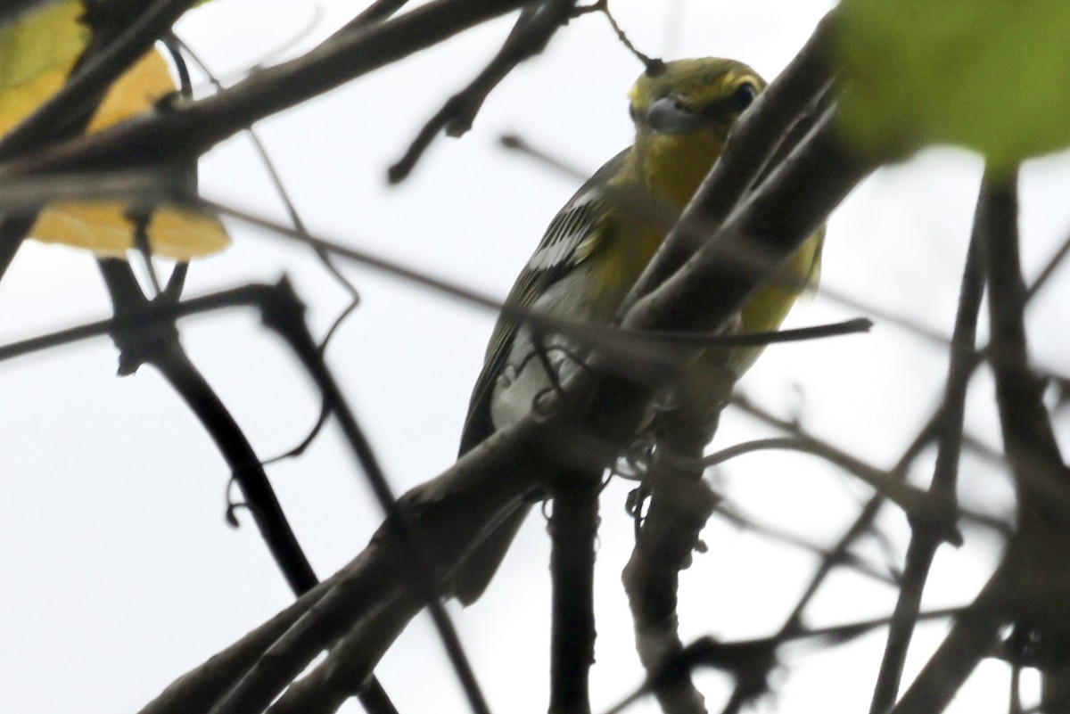 Vireo Gorjiamarillo - ML624197880