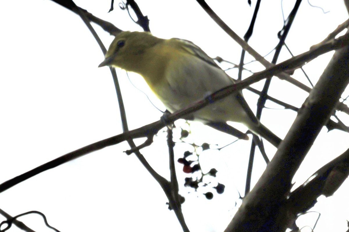 Yellow-throated Vireo - ML624197885