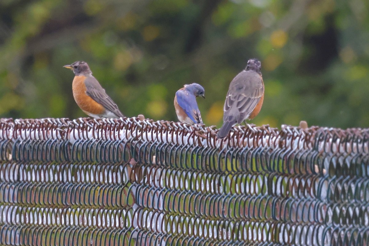 Eastern Bluebird - ML624197887