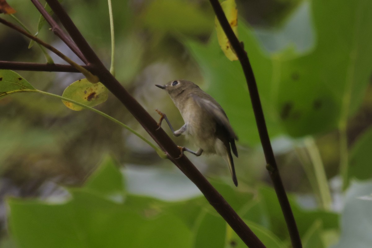 Ruby-crowned Kinglet - ML624197894