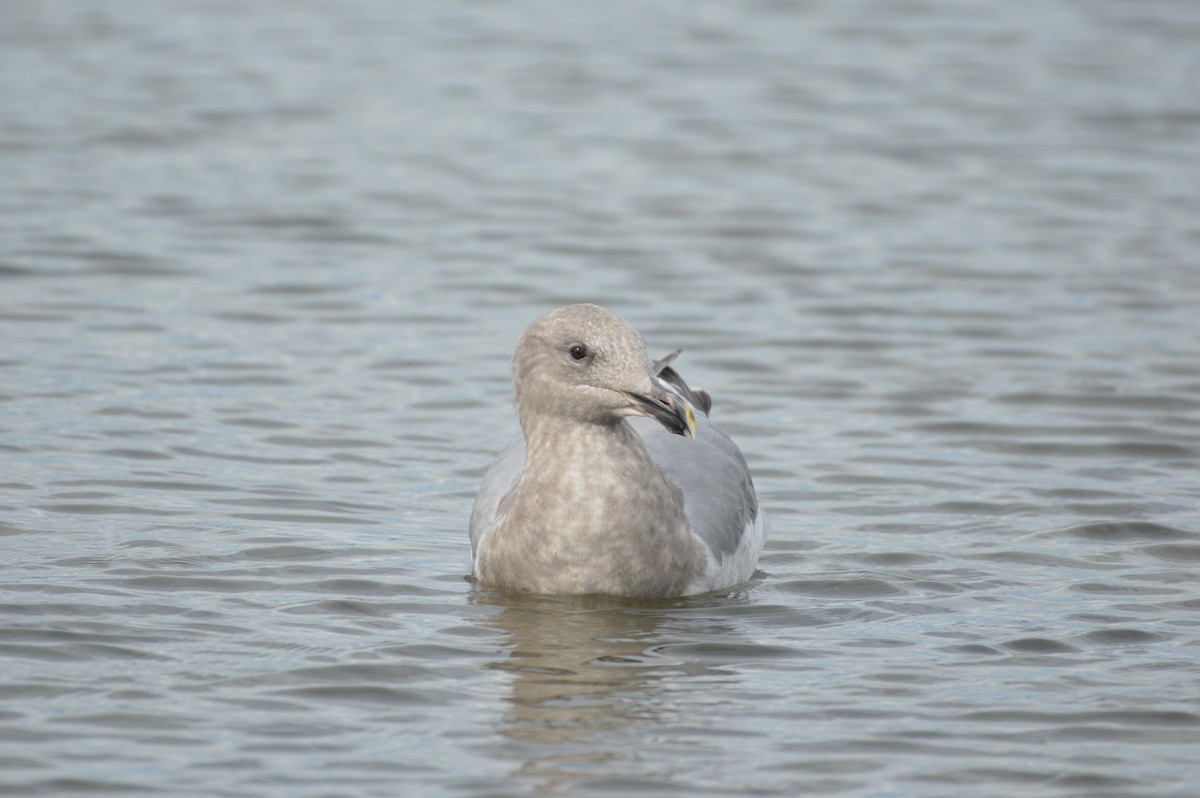 tanımsız Larus sp. - ML624197903