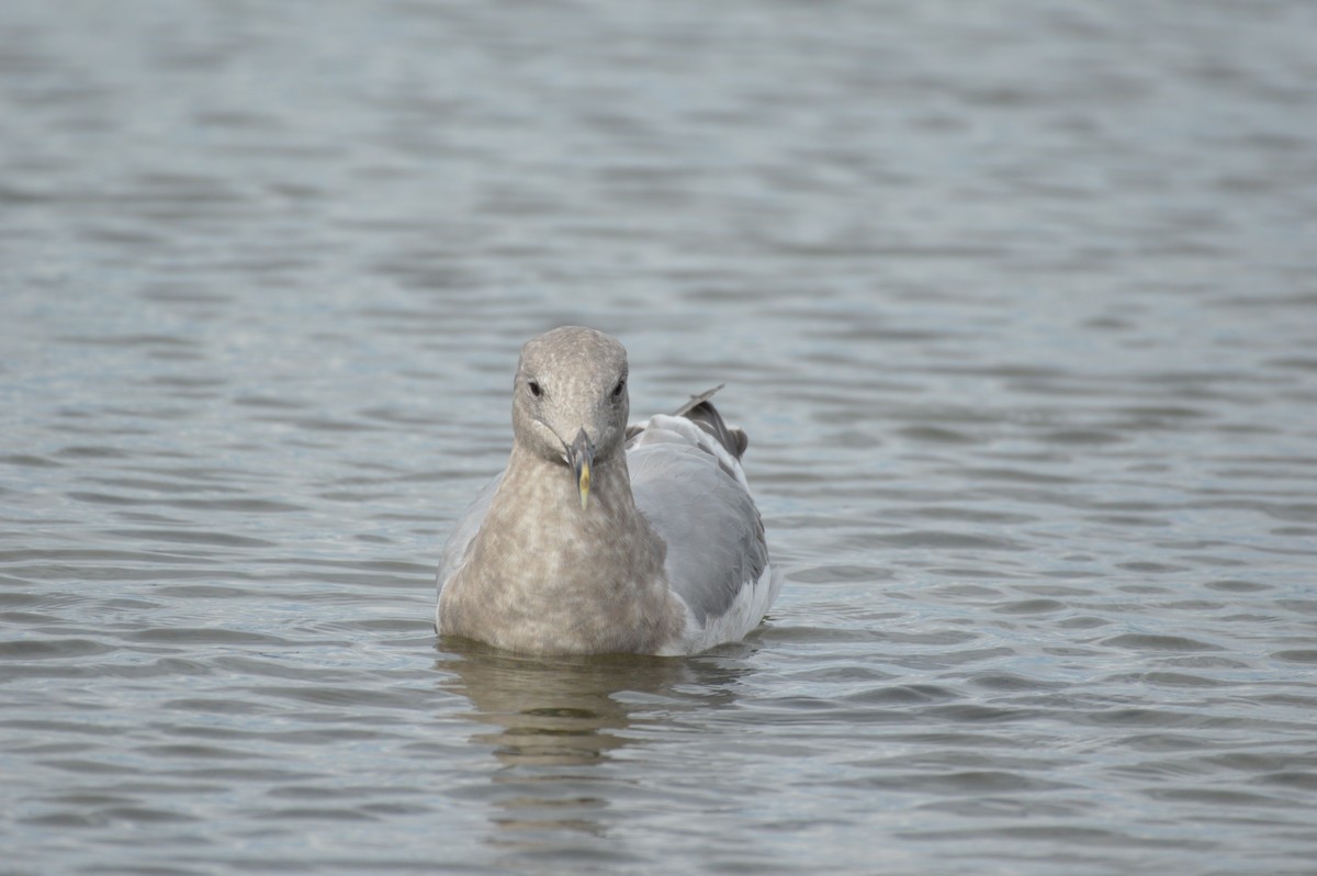 goéland sp. (Larus sp.) - ML624197906