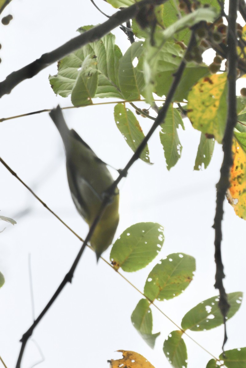 Vireo Gorjiamarillo - ML624197907