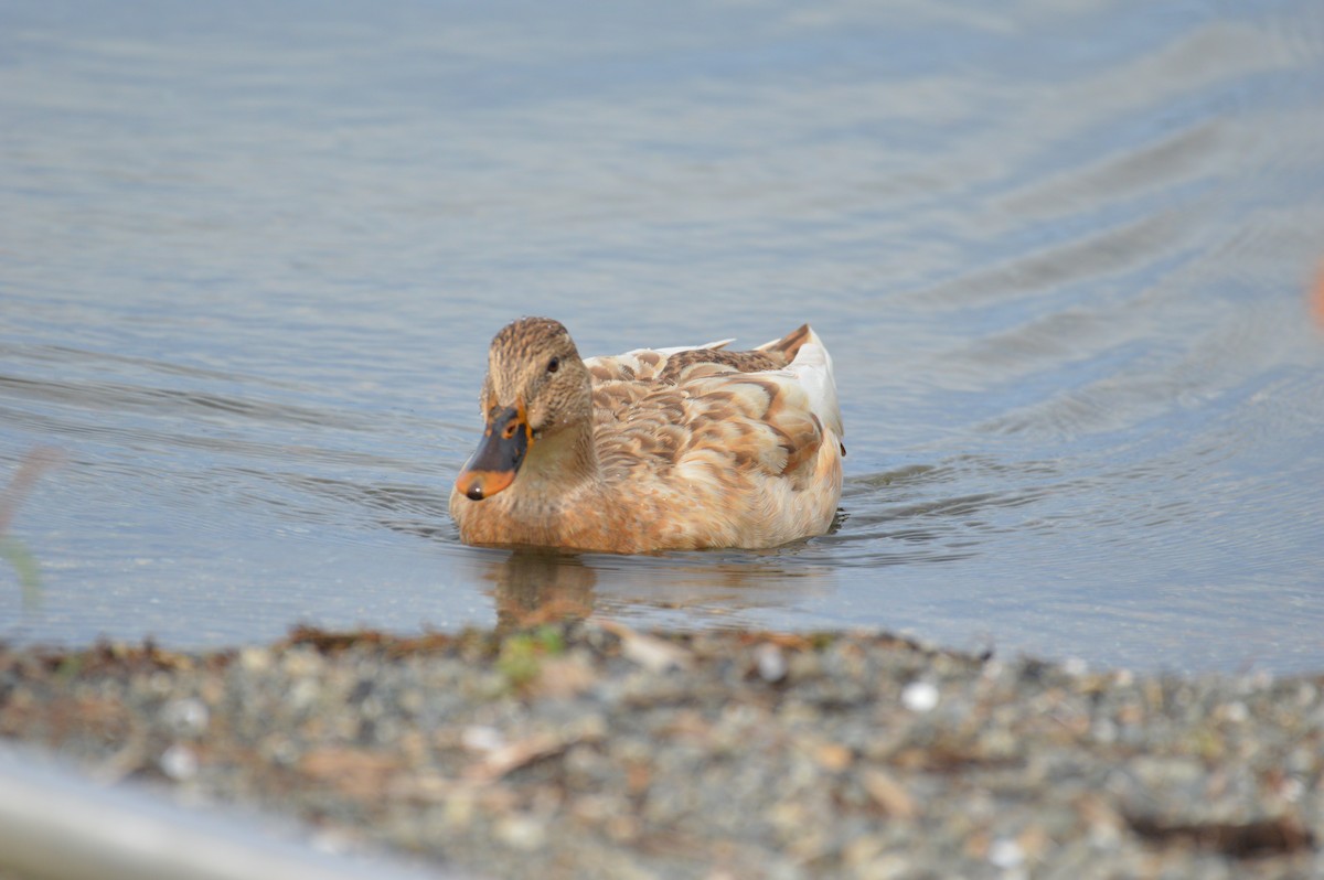 Canard colvert - ML624197908