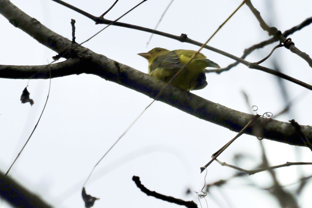 Scarlet Tanager - ML624197909