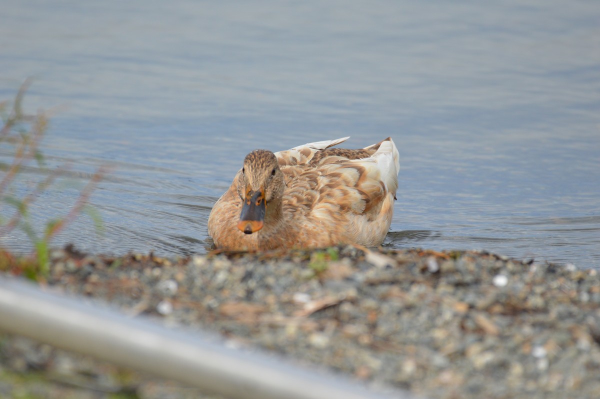 Canard colvert - ML624197911