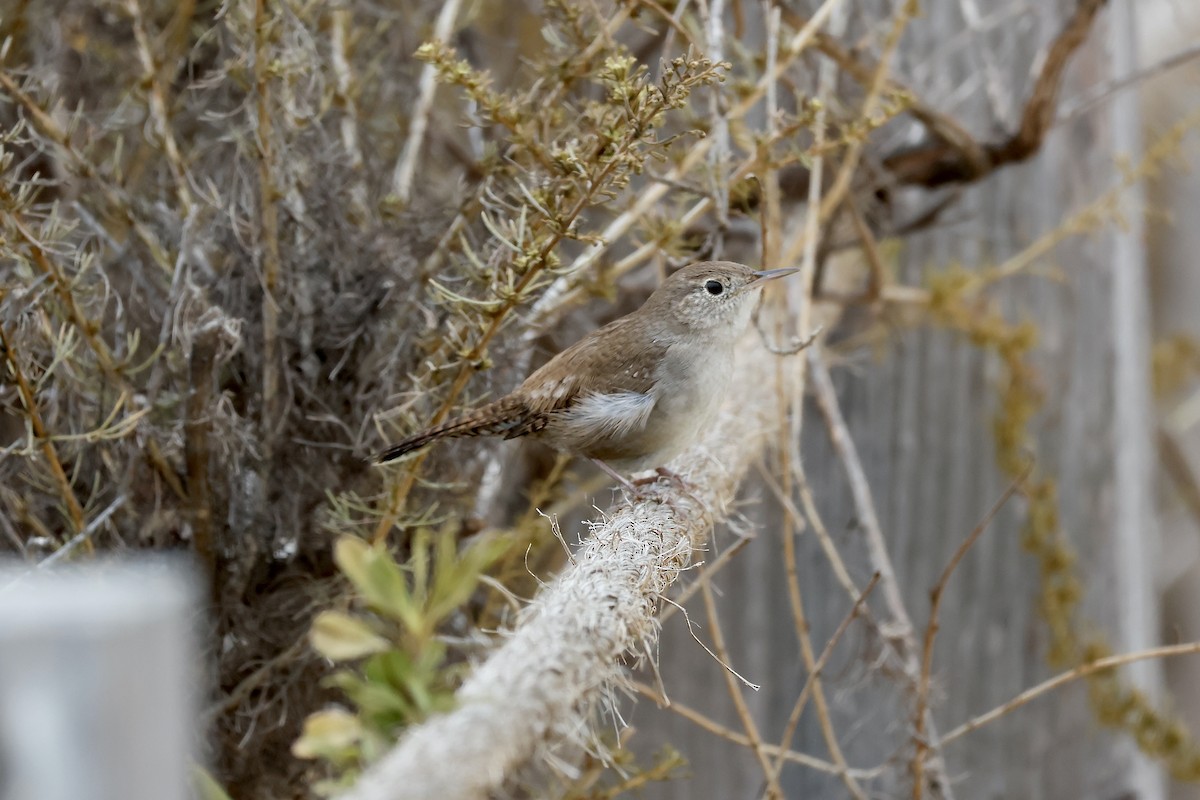 House Wren - ML624197914