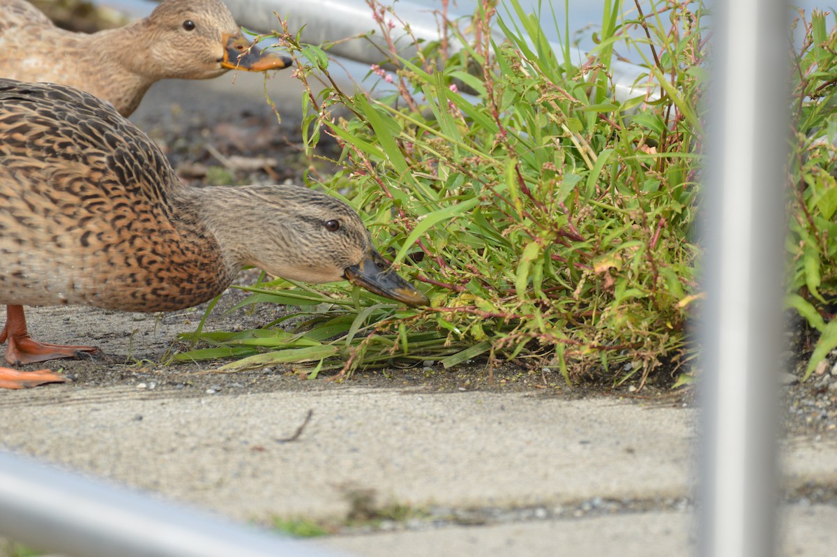 Canard colvert - ML624197915