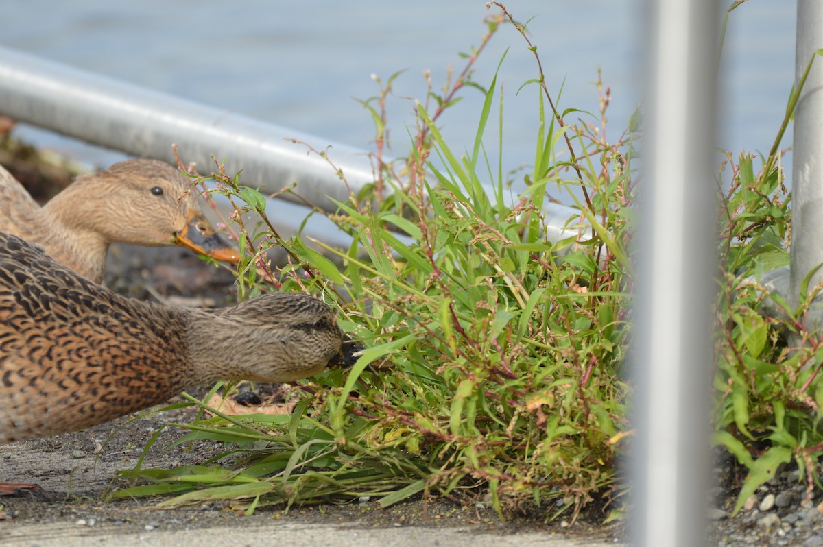 Canard colvert - ML624197926