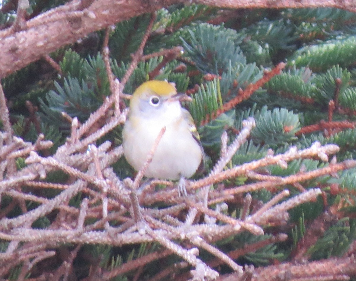 Chestnut-sided Warbler - ML624197940